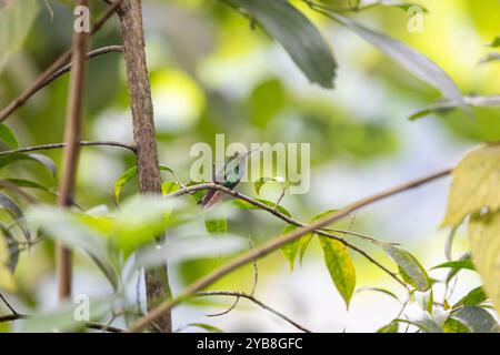 Colibrì smeraldo (Microchera cupreiceps) con testa di rame. Buena Vista, provincia di Alajuela, negli altopiani della Costa Rica. Foto Stock