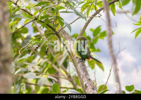 Smeraldo settentrionale Toucanet (Aulacorhynchus prasinus) preening. Buena Vista, provincia di Alajuela, negli altopiani della Costa Rica. Foto Stock