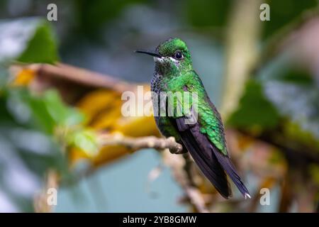 Una donna brillante incoronata verde (Heliodoxa jacula) che riposa colibrì. Buena Vista, provincia di Alajuela, negli altopiani della Costa Rica. Foto Stock