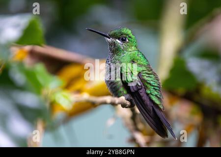 Una donna brillante incoronata verde (Heliodoxa jacula) che riposa colibrì. Buena Vista, provincia di Alajuela, negli altopiani della Costa Rica. Foto Stock