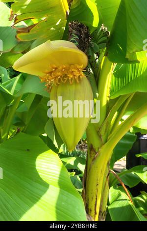 Musa Basjoo Hardy Banana Plant (Banana in fibra giapponese) - fiori gialli e piccole banane verdi che maturano sull'albero - verticale. Foto Stock