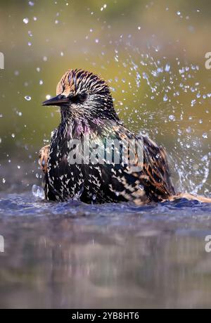 European Starling che spruzza in acqua, Washington DC, USA Foto Stock