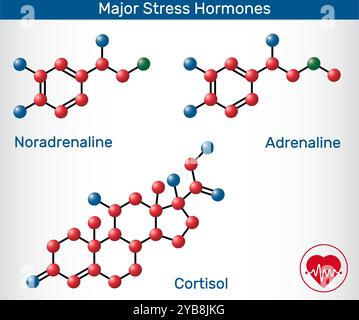 Molecole degli ormoni dello stress principali. Adrenalina (epinefrina), noradrenalina (noradrenalina), strutture chimiche di cortisolo. Vettore Illustrazione Vettoriale