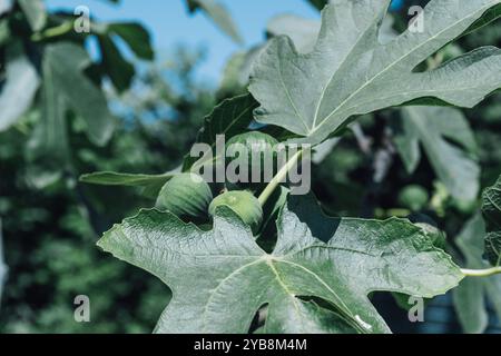 Primo piano dei frutti verdi nel ramo dell'albero di fico in un giardino rurale. Oghuz, Azerbaigian. Agosto 2024. Foto Stock