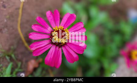 Fiore di banana rosa (fiore di Zinnia), fa parte delle piante in fiore nel giardino di casa. Foto Stock