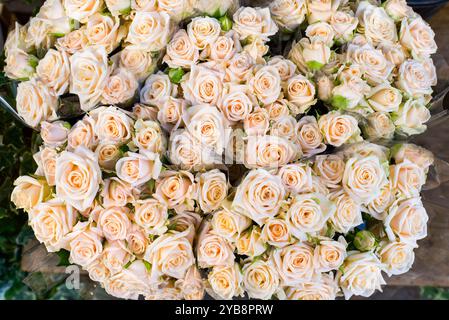 Mazzi di bellissime rose color rosa pastello. Foto Stock