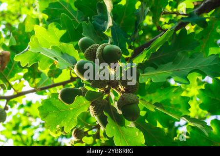 Ghiande sull'albero nella regione del Caucaso. Foto Stock