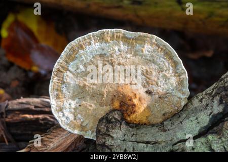 Fungo blushing Bracket (Daedaleopsis confragosa, chiamato anche poliporo labirinto sottile) su legno duro durante l'autunno, Inghilterra, Regno Unito Foto Stock