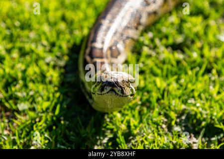 Un pitone che si muove / scivola lungo un terreno erboso al Lawnwood Snake Sanctuary nella baia di Plettenberg, in Sudafrica Foto Stock