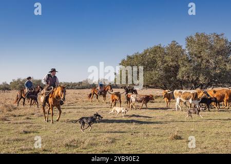 Yoakum, Texas, Stati Uniti. 15 marzo 2022. Cowboys su cavalli e cani che radunano il bestiame longhorn in un ranch del Texas. Foto Stock