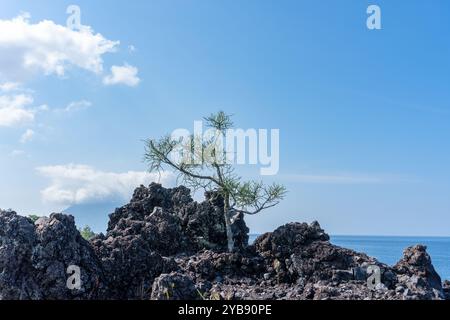 Le piante di Euphorbia tirucalli crescono selvatiche Foto Stock