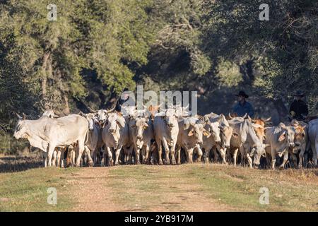 Yoakum, Texas, Stati Uniti. 16 marzo 2022. I Cowboys sui cavalli radunano il bestiame Brahman americano in un ranch del Texas. Foto Stock