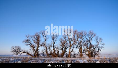 Alberi di Cottonwood lungo il percorso del tour in auto nel Lower Klamath National Wildlife Refuge sul confine tra California e Oregon. Foto Stock