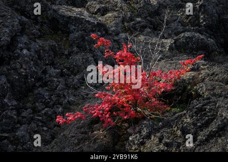 Acero di vite che cresce su un antico flusso lavico nelle Cascade Mountains dell'Oregon. Foto Stock