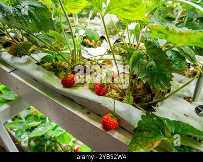 Fragole coltivate al chiuso in substrato artificiale Foto Stock