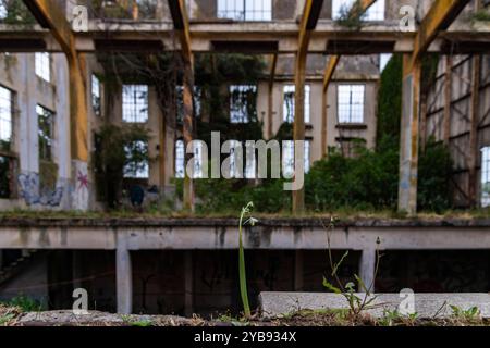 Una pianta solitaria che cresce all'interno di una centrale elettrica abbandonata abbandonata a Power Town a Mossel Bay, Capo Occidentale, Sudafrica Foto Stock