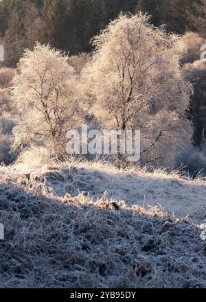 Frosty Morning in Scozia Foto Stock