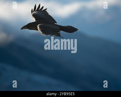 Raven a Glencoe, Scozia Foto Stock