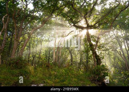 Raggi di luce nel bosco Foto Stock