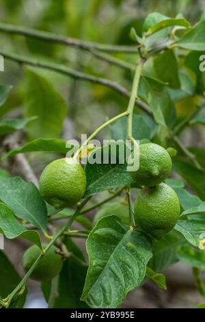 Limoni o limoni che crescono selvaggi su un albero a Zante o Zante, primi piani di agrumi acermaturi su un albero Foto Stock