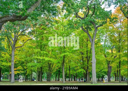 Toronto, Canada - 12 ottobre 2024: Area alberata a High Park, una famosa località della città. Foto Stock