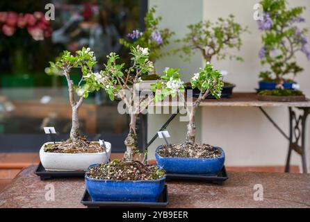 Bonsai di ciliegio in vendita di fronte ad un negozio di fiori, con altri bonsai di glicine sullo sfondo, Italia Foto Stock