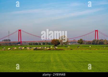 Die Rheinbrücke Emmerich, längste Hängebrücke B220, Bundesstraße Deutschlands, wird zur Zeit saniert, Brückenschäden, linksrheinische Weide, Rinder, Jungbullen, Niederrhein, NRW, Deutschland, Rheinbrücke Emmerich *** il ponte sul Reno Emmerich, strada federale B220, ponte sospeso più lungo della Germania, è attualmente in fase di ristrutturazione, danni al ponte, pascolo sulla riva sinistra, bestiame, giovani tori, basso Reno, NRW, Germania, ponte sul Reno Emmerich Foto Stock