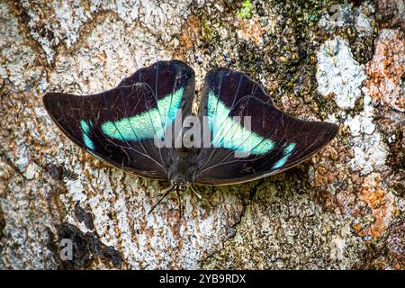 Archaeoprepona demophon, il prepona monoposto, il calzolaio re banded o il calzolaio demophon Foto Stock