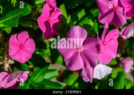 In un pittoresco giardino, gruppi di vivaci fiori rosa si estendono verso il sole, circondati da ricche foglie verdi che ne esaltano la bellezza e il fascino. Foto Stock