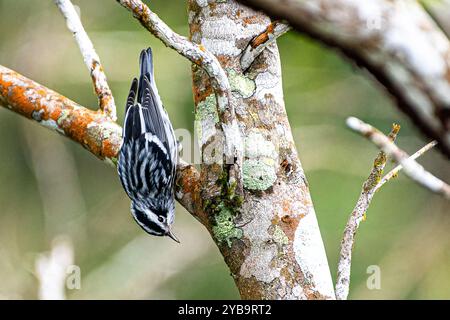 Parula in bianco e nero (Mniotilta varia) o ramo di un albero capovolto in cerca di cibo Foto Stock