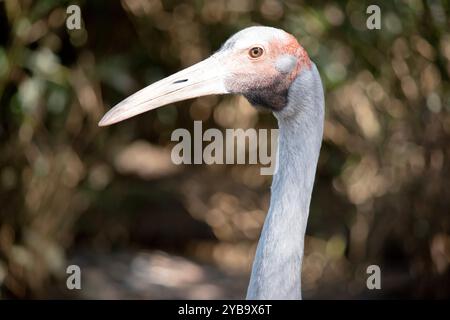 Il Brolga è di colore grigio pallido con un evidente cerotto rosso-arancione sulla testa con un dewlap nero (pezzetto di pelle) appeso sotto il mento. Foto Stock