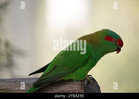 Il lorikeet muschiato è principalmente verde ed è identificato dalla fronte rossa, dalla corona blu e da una distintiva fascia gialla sull'ala. Foto Stock