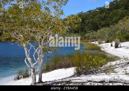 Lago Mackenzie, il più grande lago d'acqua dolce del mondo, con sabbia di silice e acque cristalline Foto Stock