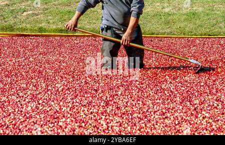 Un lavoratore utilizza un rastrello lungo per spostare i mirtilli rossi maturi in una palude di mirtilli rossi su un trasportatore Foto Stock