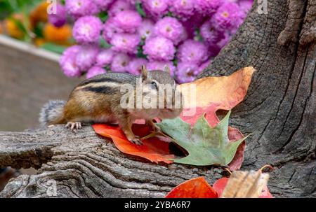 Un chipmunk tezzoso si arrampica per le foglie autunnali mentre torna a casa sua per depositare il mais nelle guance Foto Stock