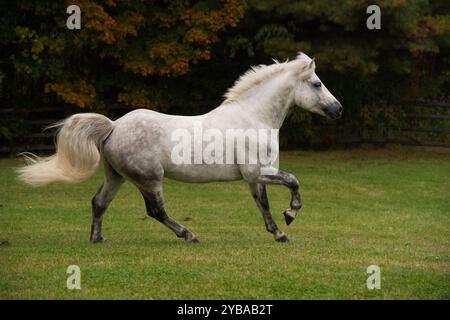 stallone connemara di razza pura grigio che corre libero in un campo di erba verde con alberi immagine equina orizzontale vista laterale del passo del cavallo in autunno estivo Foto Stock