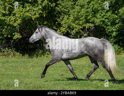 stallone connemara di razza pura grigio che corre libero nel campo di erba verde con alberi immagine equina verticale vista laterale del cavallo in primavera estiva Foto Stock