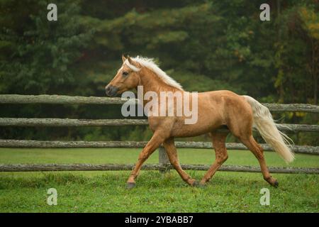 stallone palomino connemara di razza pura che trotta liberamente in campo di erba verde e alberi sullo sfondo sparatutto equino orizzontale del cavallo palomino Foto Stock