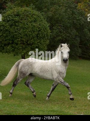 stallone connemara di razza pura grigio che corre libero nel campo di erba verde con alberi caduta verticale immagine equina di cavallo in trotto marcia avanti gamba anteriore Foto Stock