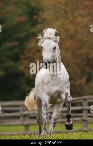 stallone connemara di razza pura grigio che corre libero in un campo di erba verde con alberi a caduta verticale equina cavallo che corre verso la fotocamera Foto Stock