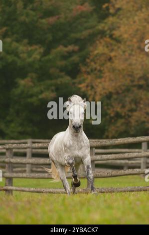 stallone connemara di razza pura grigio che corre libero in un campo di erba verde con alberi a caduta verticale equina cavallo che corre verso la fotocamera Foto Stock