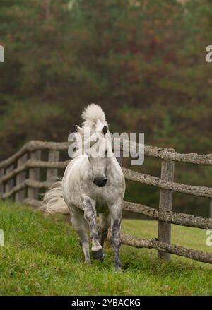 stallone connemara di razza pura grigio che corre libero in un campo di erba verde con alberi a caduta verticale equina cavallo che corre verso la telecamera Foto Stock