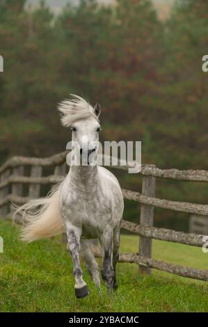 stallone connemara di razza pura grigio che corre libero in un campo di erba verde con alberi a caduta verticale equina cavallo che corre verso la fotocamera Foto Stock