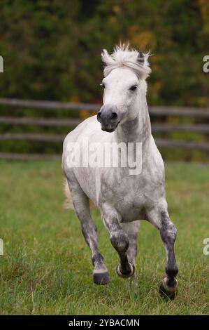 Immagine verticale di uno stallone Connemara bianco grigio dappato di razza pura che corre su un terreno o un paddock di pascolo verde con una recinzione in legno sullo sfondo Foto Stock