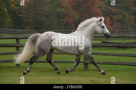 stallone connemara di razza pura grigio che corre libero in un campo di erba verde con alberi caduta verticale immagine equina di cavallo in trotto con gamba anteriore Foto Stock