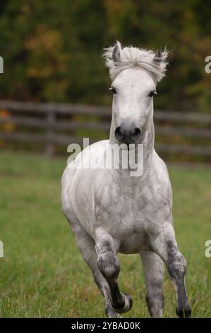 Stallone Connemara bianco grigio dappato che corre verso la fotocamera nel verde del pascolo del paddock o del campo con recinzione in legno sullo sfondo Chiudi Foto Stock