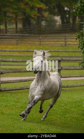 stallone connemara di razza pura grigia che corre libero nel campo di erba verde con alberi a caduta verticale equina cavallo che corre verso lo spazio di tipo telecamera Foto Stock