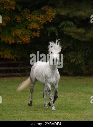 stallone connemara di razza pura grigio che corre libero in un campo di erba verde con alberi caduta verticale immagine equina di cavallo in trotto con gamba anteriore f Foto Stock