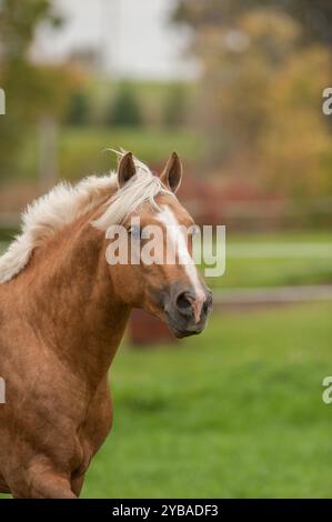 Ritratto a cavallo o foto alla testa dello stallone palomino Connemara con un bagliore bianco sul viso e criniera di lino e prato verde dell'avambraccio ricadono i colori autunnali sul retro Foto Stock