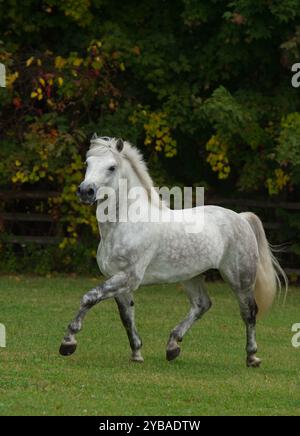 stallone connemara di razza pura grigio che corre libero nel campo di erba verde con alberi caduta verticale immagine equina di cavallo in trotto marcia avanti gamba anteriore Foto Stock